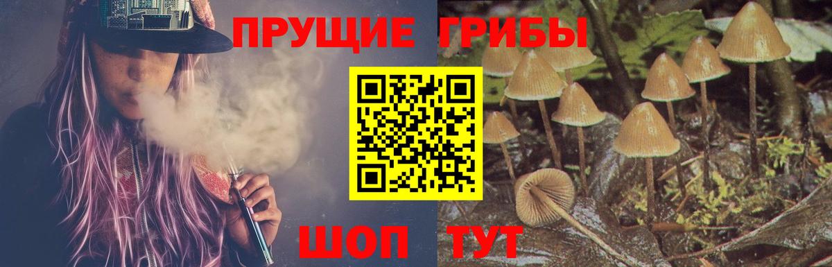 Псилоцибиновые грибы Psilocybine cubensis Тара